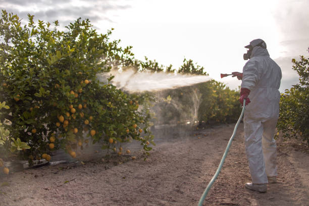 Wasp Removal Services in Idaho Falls, ID