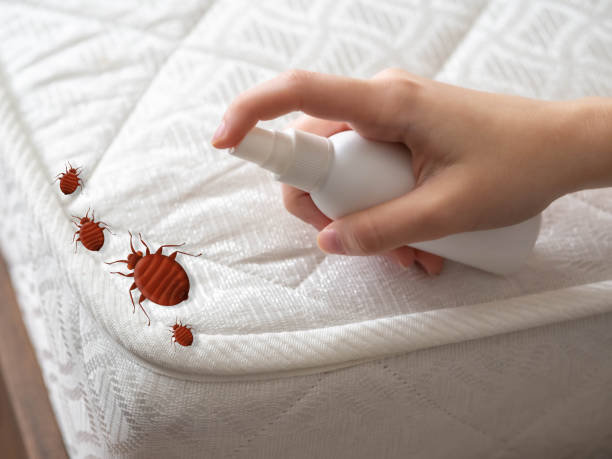 Best Affordable Pest Control Services  in Aho Falls, ID