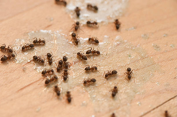 Best Exterminator Services  in Aho Falls, ID
