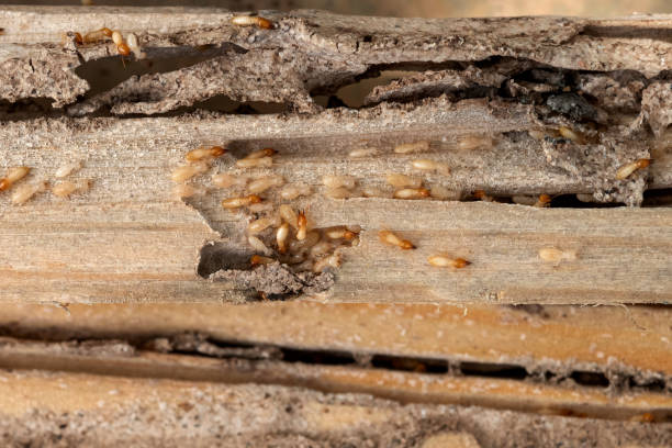 Best Local Pest Control Services  in Aho Falls, ID